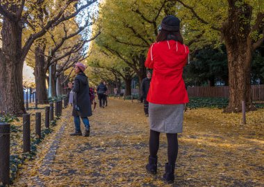Yöre halkı ve turistlerin ginkgo ağaçları sonbahar renkleri zevk