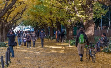 Yöre halkı ve turistlerin ginkgo ağaçları sonbahar renkleri zevk