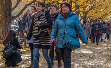 Yöre halkı ve turistlerin ginkgo ağaçları sonbahar renkleri zevk