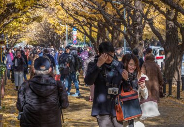 Yöre halkı ve turistlerin ginkgo ağaçları sonbahar renkleri zevk