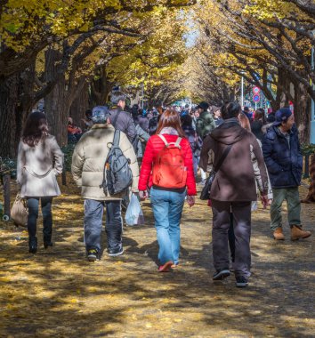 Yöre halkı ve turistlerin ginkgo ağaçları sonbahar renkleri zevk