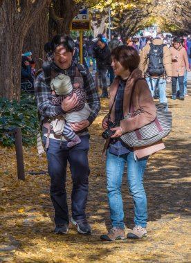 Yöre halkı ve turistlerin ginkgo ağaçları sonbahar renkleri zevk