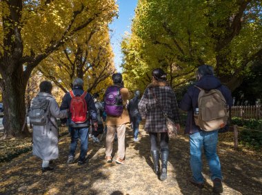 Yöre halkı ve turistlerin ginkgo ağaçları sonbahar renkleri zevk