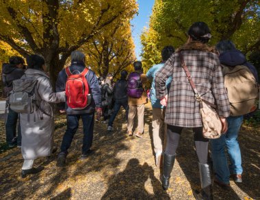 Yöre halkı ve turistlerin ginkgo ağaçları sonbahar renkleri zevk