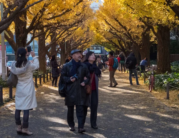 Local people and tourists enjoying the autumn colors of ginkgo trees — Stock Photo, Image