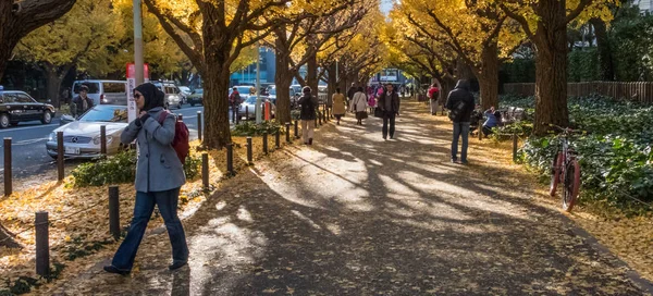 Местные жители и туристы наслаждаются осенними цветами гинкго — стоковое фото