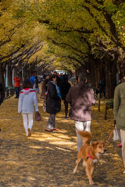 Lokale bevolking en toeristen genieten van de herfst kleuren van Ginkgo biloba bomen — Stockfoto