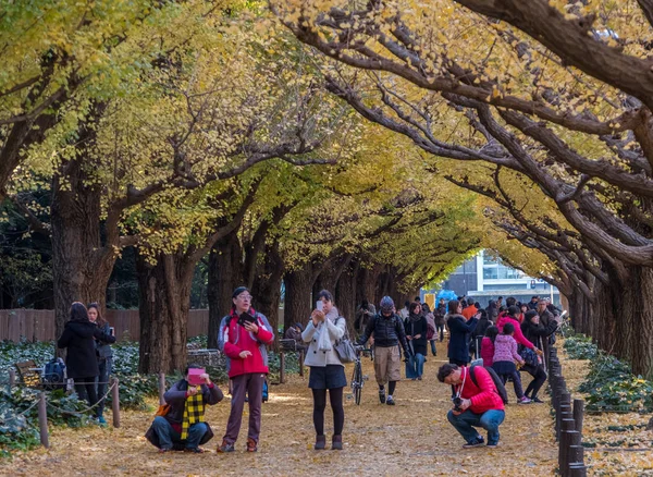 Pessoas locais e turistas que apreciam as cores de outono de ginkgo árvores — Fotografia de Stock