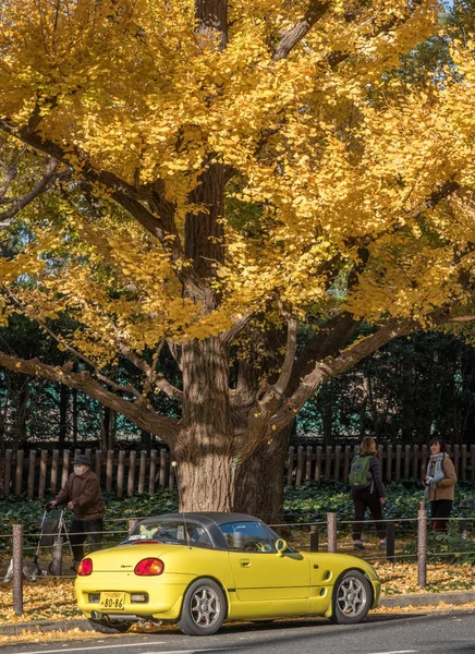 Автомобиль под джинкго три — стоковое фото