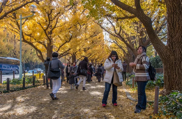 Población local y turistas disfrutando de los colores otoñales de los árboles de ginkgo —  Fotos de Stock