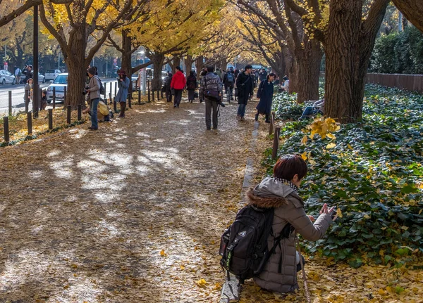 Місцеві жителі і туристи, насолоджуючись осінні кольори ginkgo дерев — стокове фото