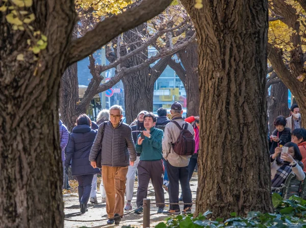 지역 주민 및 관광객 은행나무의 단풍을 즐기는 — 스톡 사진