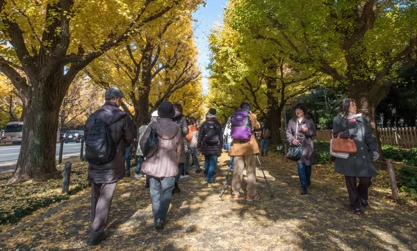 Yöre halkı ve turistlerin ginkgo ağaçları sonbahar renkleri zevk