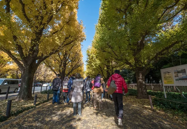 Población local y turistas disfrutando de los colores otoñales de los árboles de ginkgo —  Fotos de Stock