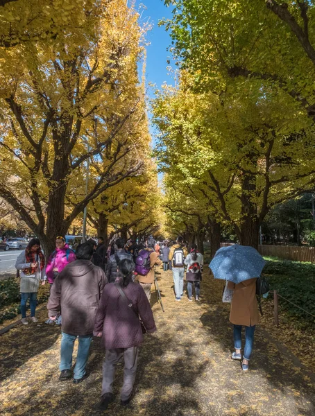 Población local y turistas disfrutando de los colores otoñales de los árboles de ginkgo —  Fotos de Stock