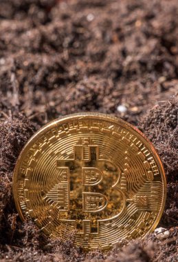 Bitcoin Bahçe topraklarında kavramsal görüntü