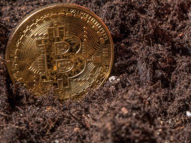 Bitcoin Bahçe topraklarında kavramsal görüntü