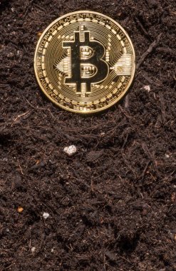 Bitcoin Bahçe topraklarında kavramsal görüntü