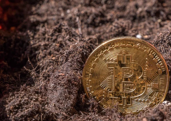 Bitcoin Bahçe topraklarında kavramsal görüntü