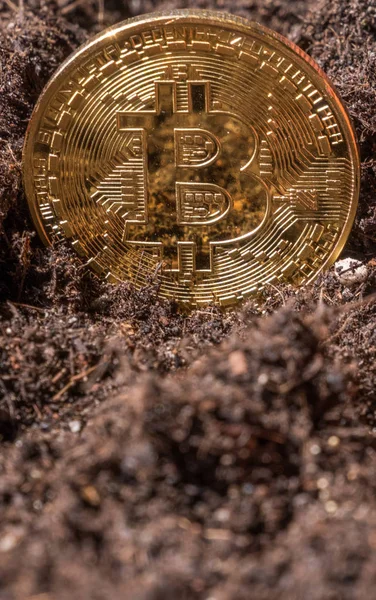 Bitcoin Bahçe topraklarında kavramsal görüntü