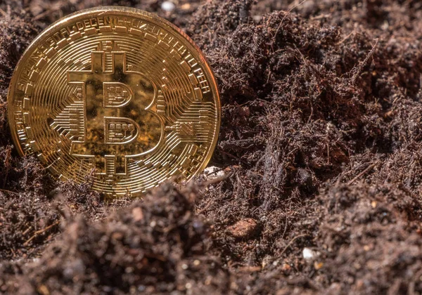 Bitcoin Bahçe topraklarında kavramsal görüntü