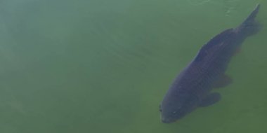 bir gölde sazan balık