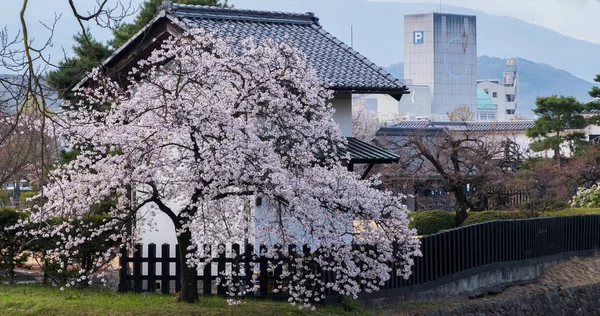 Sakura Fleurs Matsumoto Château Japon — Photo