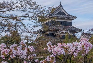Sakura çiçek ve Matsumoto Kalesi, Japonya