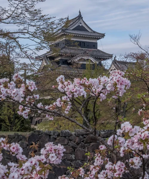 Sakura Fleurs Matsumoto Château Japon — Photo