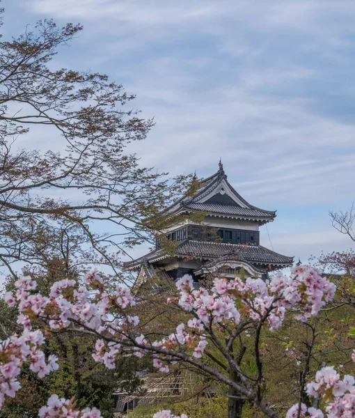 Sakura Fleurs Matsumoto Château Japon — Photo