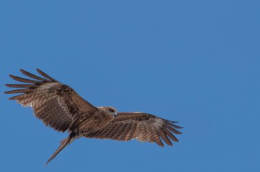 Japon Kara kulaklı uçurtma (Milvus lineatus) mavi gökyüzü karşı yükselen yırtıcı kuş.