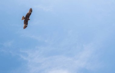 Japon Kara kulaklı uçurtma (Milvus lineatus) mavi gökyüzü karşı yükselen yırtıcı kuş.