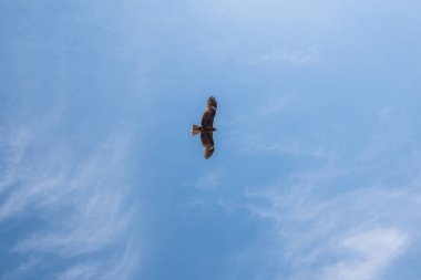 Japon Kara kulaklı uçurtma (Milvus lineatus) mavi gökyüzü karşı yükselen yırtıcı kuş.