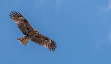 Japon Kara kulaklı uçurtma (Milvus lineatus) mavi gökyüzü karşı yükselen yırtıcı kuş.