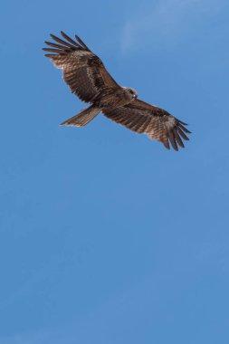 Japon Kara kulaklı uçurtma (Milvus lineatus) mavi gökyüzü karşı yükselen yırtıcı kuş.