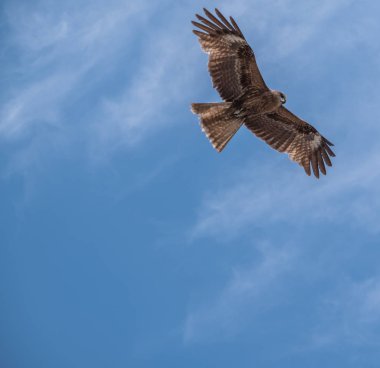Japon Kara kulaklı uçurtma (Milvus lineatus) mavi gökyüzü karşı yükselen yırtıcı kuş.