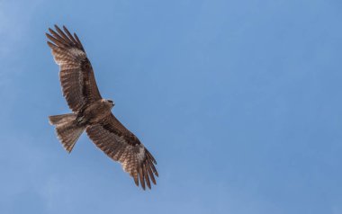 Japon Kara kulaklı uçurtma (Milvus lineatus) mavi gökyüzü karşı yükselen yırtıcı kuş.