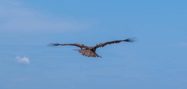 Japon Kara kulaklı uçurtma (Milvus lineatus) mavi gökyüzü karşı yükselen yırtıcı kuş.
