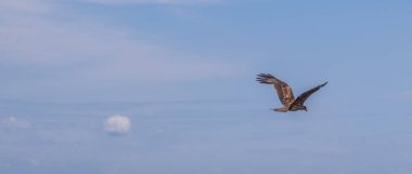 Japon Kara kulaklı uçurtma (Milvus lineatus) mavi gökyüzü karşı yükselen yırtıcı kuş.