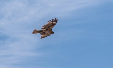 Japon Kara kulaklı uçurtma (Milvus lineatus) mavi gökyüzü karşı yükselen yırtıcı kuş.