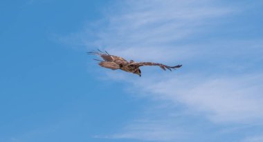 Japon Kara kulaklı uçurtma (Milvus lineatus) mavi gökyüzü karşı yükselen yırtıcı kuş.