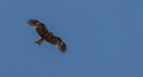 Pipas Orelhas Pretas Japonesas Milvus Lineatus Aves Rapina Voando Contra — Fotografia de Stock