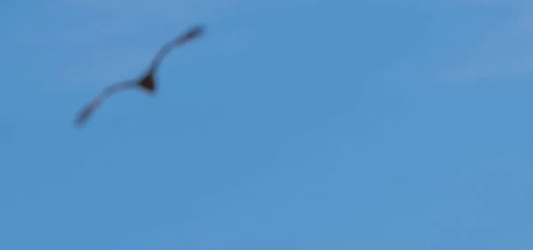 Blurred image of birds flying in the sky
