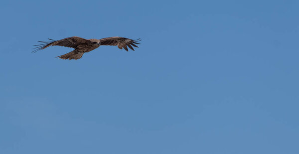 Japanese Black-eared kites (Milvus lineatus ) bird of prey soaring against blue sky.