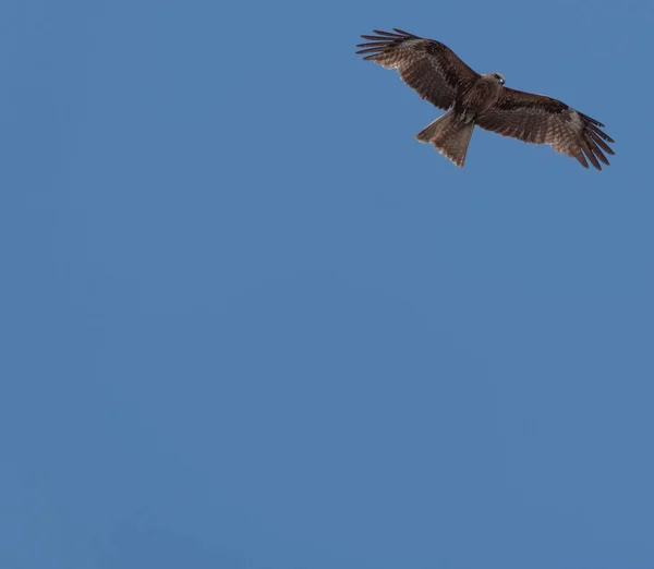 Pipas Orelhas Pretas Japonesas Milvus Lineatus Aves Rapina Voando Contra — Fotografia de Stock