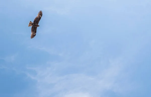 日本黑耳风筝 Milvus Lineatus 猛禽鸟在蓝天上翱翔 — 图库照片