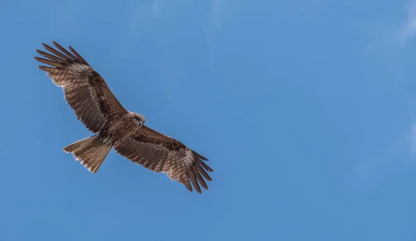 Japon Kara Kulaklı Uçurtma Milvus Lineatus Mavi Gökyüzü Karşı Yükselen — Stok fotoğraf