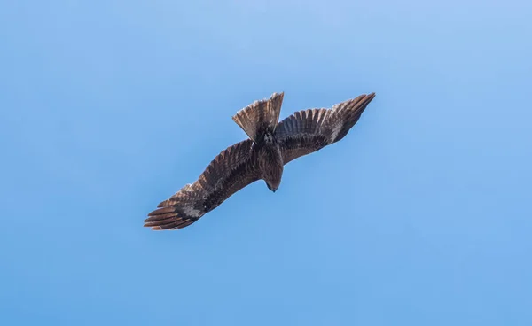 Japonské Černé Ušatý Draky Milvus Lineatus Dravec Prudce Proti Modré — Stock fotografie