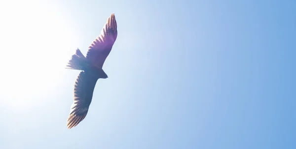 Image Floue Oiseaux Volant Dans Ciel — Photo