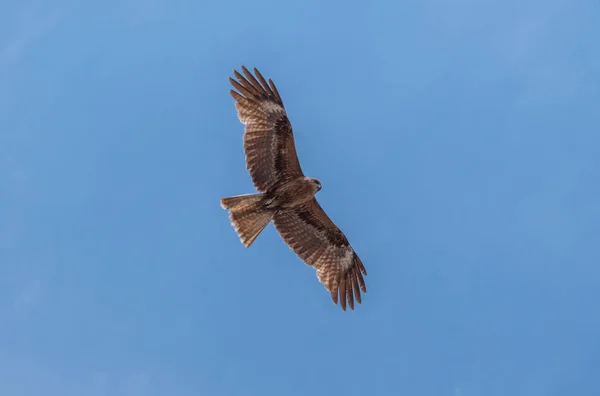 Japanse Zwarte Eared Vliegers Milvus Lineatus Roofvogel Stijgende Tegen Blauwe — Stockfoto